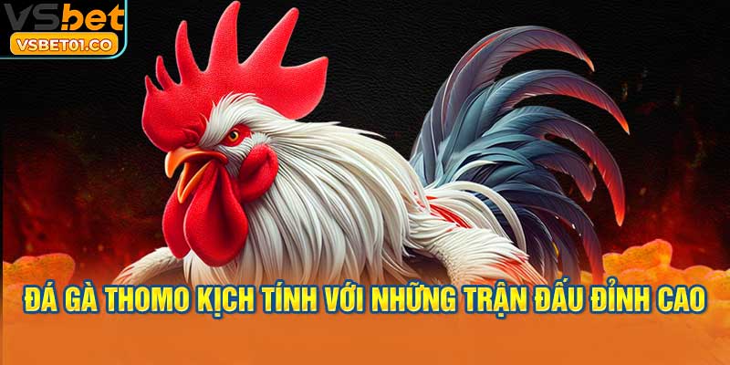 Đá gà Thomo kịch tính với những trận đấu đỉnh cao